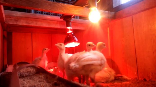 Индюки биг 6 взвешивание 7-14-21 день. Big 6 turkeys weighing 7-14-21 days смотреть онлайн
