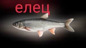 Сезон рыбалки 2023 в Голландии открыт. Что нужно знать о рыбалке в Голландии. Рыбалка. Нидерланды