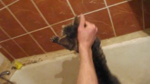 мокрая киска