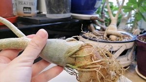 КАК УБРАТЬ СОЛЕВОЙ НАЛЁТ с КАУДЕКСА и КОРНЕЙ АДЕНИУМА? ЛЕГКО!!!