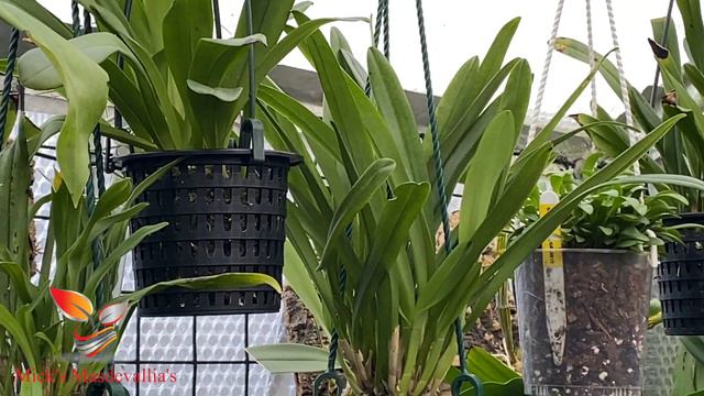 Masdevallia orchids (72) end of year view. смотреть онлайн