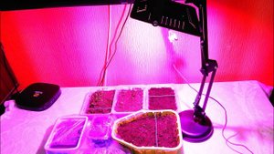 Фитолампа для выращивания растений MING&BEN / Phytolamp for growing plants MING & BEN