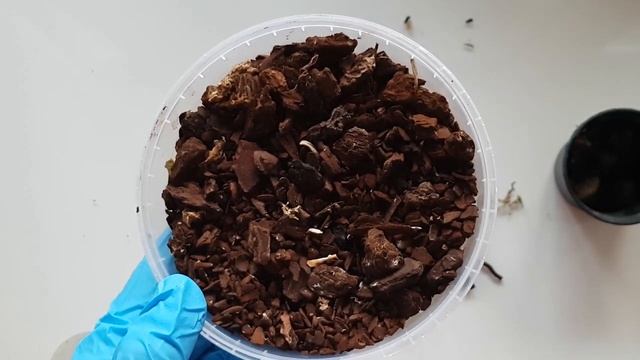 НОВЫЕ ОРХИДЕИ (PAPHIOPEDILUM RUNGSURIYANUM & PAPHIOPEDILUM MYANMARICUM): ревизия и пересадка смотреть онлайн