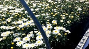 Best Perennials, Leucanthemum Freak!®  (Shasta Daisy)