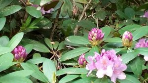 Альпийская роза) ( Rododendron )