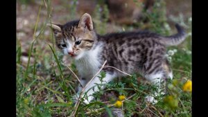 Кошка мяукает. Звук мяуканья кошки / The cat meows. The sound of a cat meowing