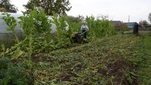 Завершение табачного сезона 2018г. Заделка стеблей табака.