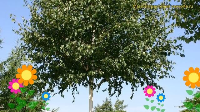Береза полезная Доренбоз. Краткий обзор, описание характеристик betula utilis Doorenbos