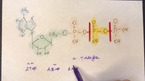 Биохимия. Считаем энергетический баланс правильно. АМФ