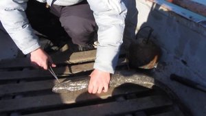 Бахчисарайское водохранилище,щука за 4 ку