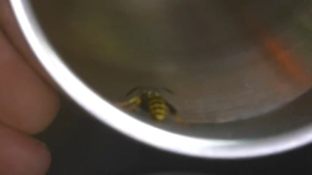 Осы обнаглели, пьют из кружки смотреть онлайн