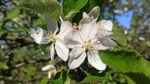 31мая народный праздник День Семи Дев. народные приметы и поверья...