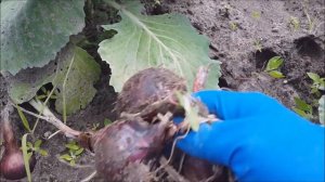 КАК ВЫРАСТИТЬ ДВА УРОЖАЯ за год  НА УЗКОЙ ГРЯДКЕ? ЛУК РЕД БАРОН.