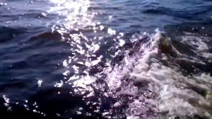 Катер Адмиралец в 2017 года (август-сентябрь).