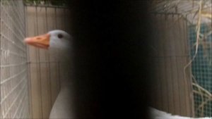 Выставка кур в Германии. Выставка породистой птицы - куры, утки, перепела