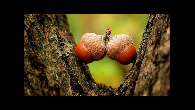 Времена года Осень смотреть онлайн