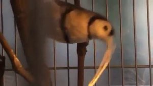 Кольчатые астрильды (Stizoptera bichenovii)