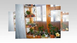 5 лучших способов, как разместить больше КОМНАТНЫХ РАСТЕНИЙ на подоконнике