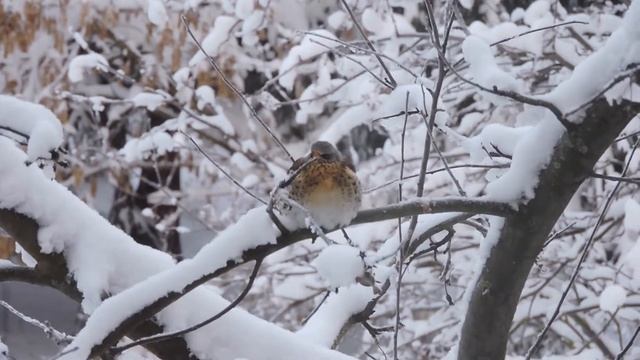 Что это за птичка? смотреть онлайн