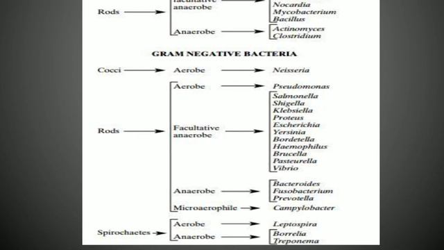 Grams Staining by Dr.Kamthane D.C. смотреть онлайн