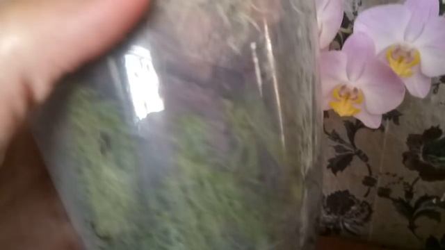 Вот и дождалась ! Первое цветение подростков орхидей Panda , Yellow Lip , Luis Berry ! смотреть онлайн