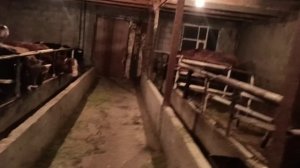 Откорм бычков