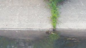 Тула летом. Московский вокзал.