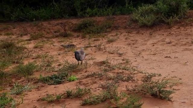 Музыка утреннего света: Музыка без слов Расслабьте разум и зарядитесь энергией для нового дня смотреть онлайн