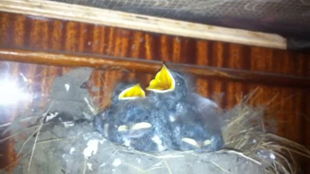 птенцы ласточки. смотреть онлайн