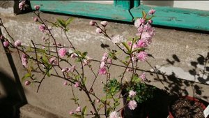 Вишня железистая 'Rosea Plena'