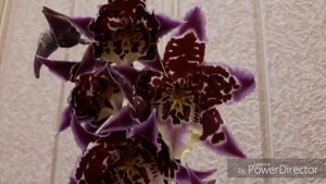 78. 🌸Новая ОРХИДЕЯ. Камбрия ♥️♥️♥️