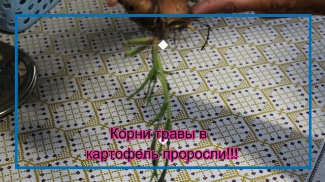 Продаю дом!!! Вы узнайте почему НЕ РАСТЕТ КАРТОФЕЛЬ???