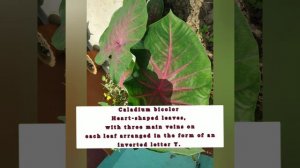 Caladium VS Syngonium (কেলাডিয়াম আৰু চিনগ'নিয়াম কচুৰ পাৰ্থক্য লগতে কেনেদৰে চিনিব?)#How to identify!