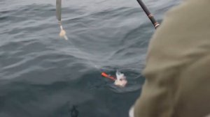 красный окунь/ камчатка/морская рыбалка/kamfish.pro