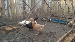 Странное поведение у уток и очень толстый, но короткий селезень