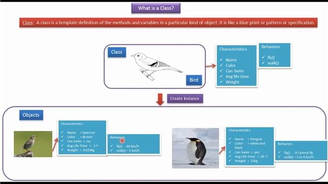 What is a Class [Bird]? | Java Class | Java Tutorial