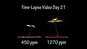 Подкормка растений углекислым газом