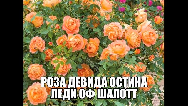 Роза Девида Остина Леди Оф Шалот смотреть онлайн