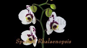 Opening Phalaenopsis Spotted Imgur orchid.