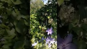 Гортензия для стен и заборов