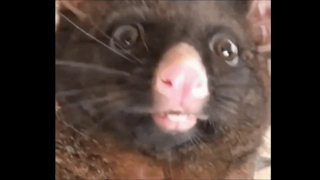 Проэкт 2023 новый наплыв смотреть онлайн