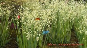 Трясунка средняя ? средняя трясунка обзор: как сажать, рассада трясунки