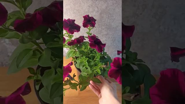 Космик Перпл (Go! Tunia Cosmic Purple)