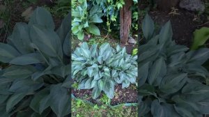 Сад хост в Бийске 14.07.22. Hosta garden tour 14.07.2022