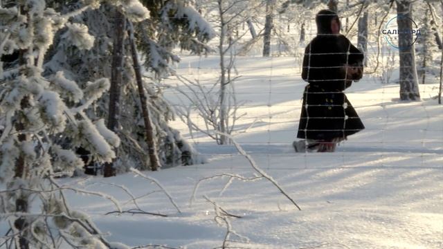 Изгородное оленеводство