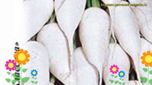 Дайкон Миясиге (Дайкон). Краткий обзор, описание характеристик, где купить семена raphanus