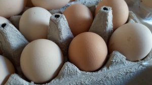 Отказ от кур Загорская Лосева/яйценоскость Мини мясных и Брессы