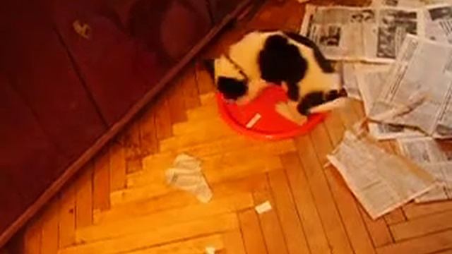 Щенок учится ходить на горшок смотреть онлайн