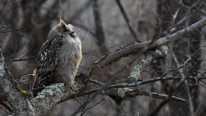 Рыбный филин