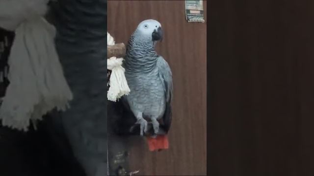 Спорит с мамой: что позавтракать смотреть онлайн